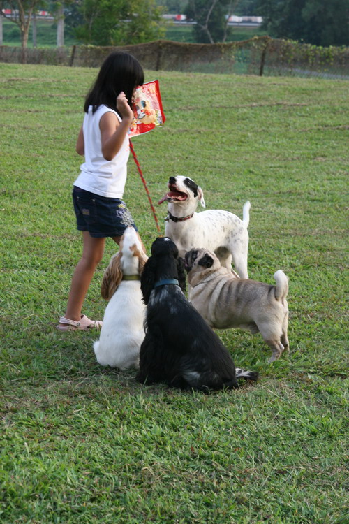 Puppycom Afamosa Doggie Meet Resort Stay, Melaka, Malaysia