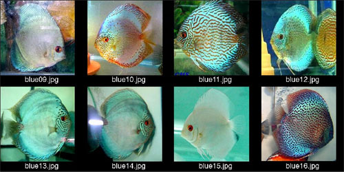 Best discus for month of October Kuala Lumpur   Malaysia