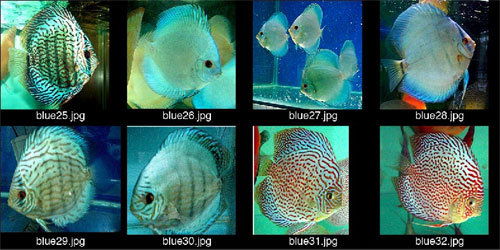 Best discus for month of October  Kuala Lumpur  Malaysia