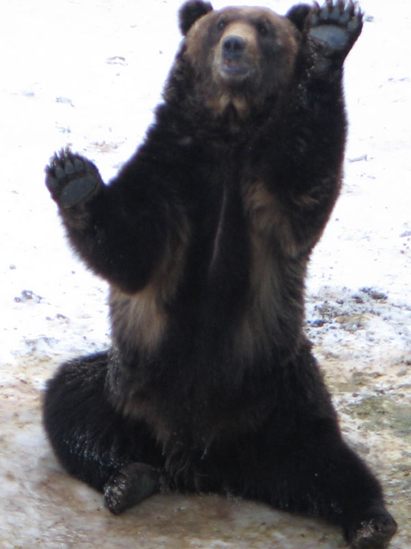 Hokkaido Bear
