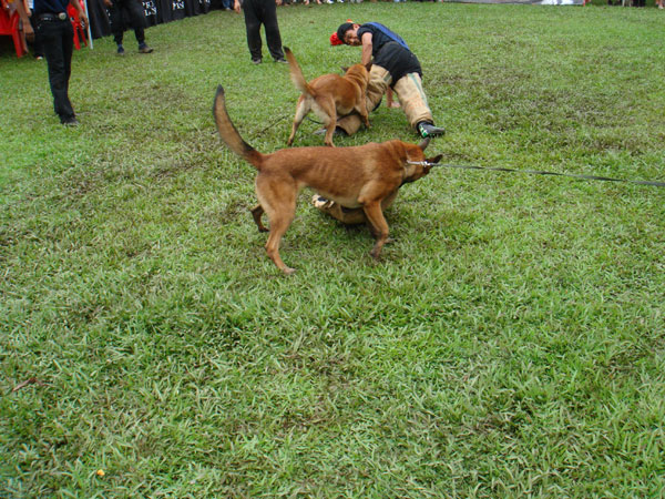 Demonstration on protection dogs