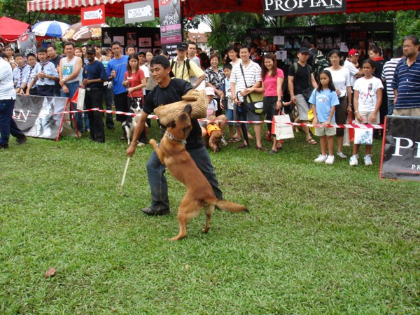 Demonstration on protection dogs