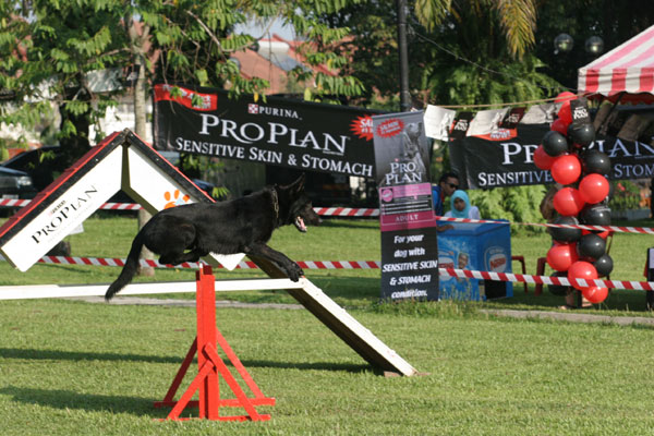 Schutzhund Trial, Malaysia