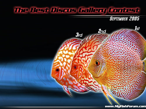 Discus Wall Paper, Winners of the September Contest, 2005, Malaysia Fish Forum