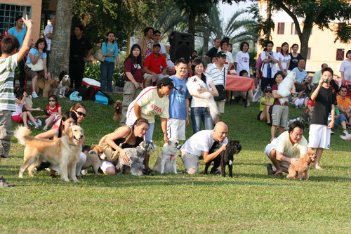 Puppycom Afamosa Doggie Meet Resort Stay, Melaka, Malaysia